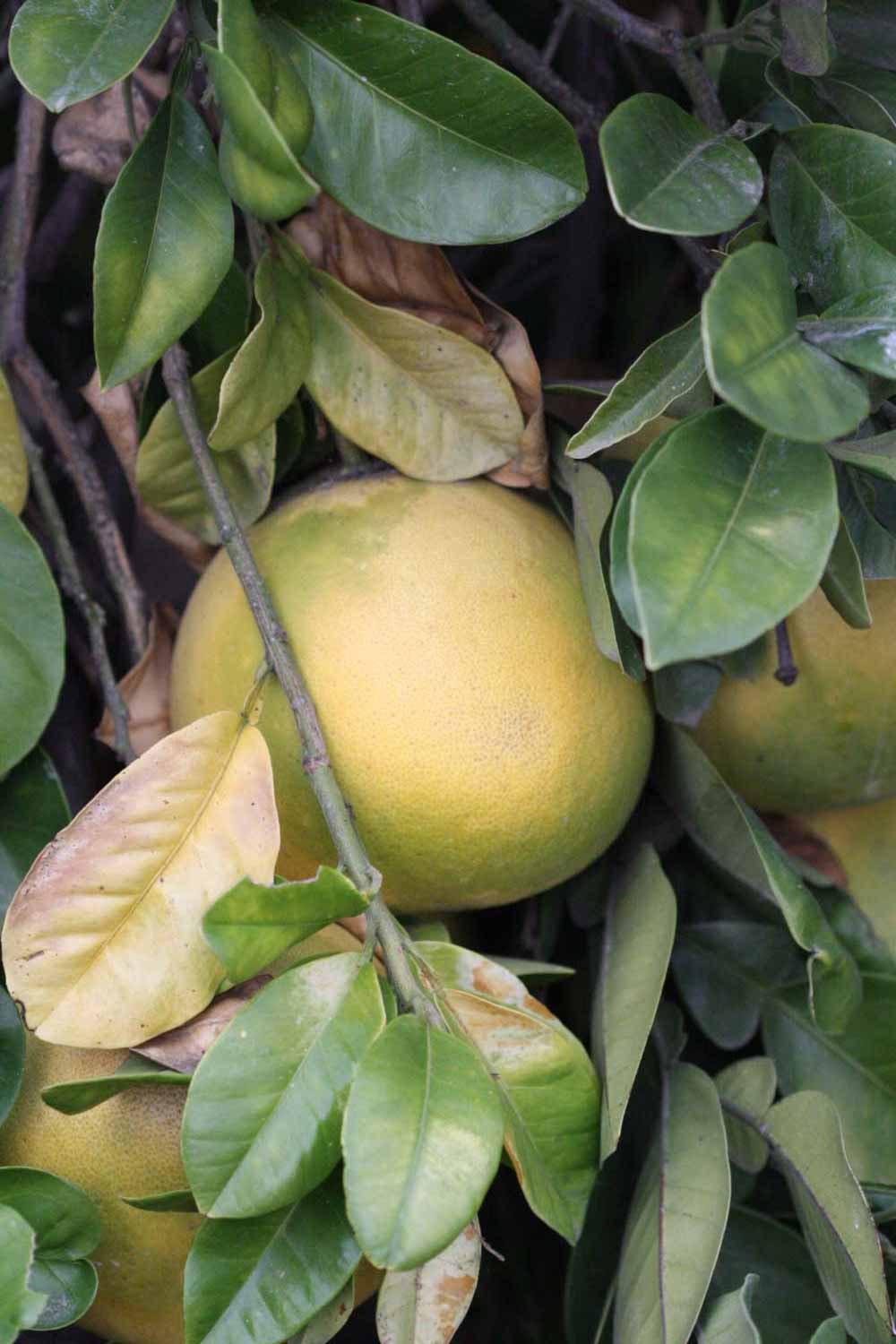              Fruit (Riverside, CA)       
